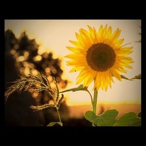 Meet your Posher, Francesca